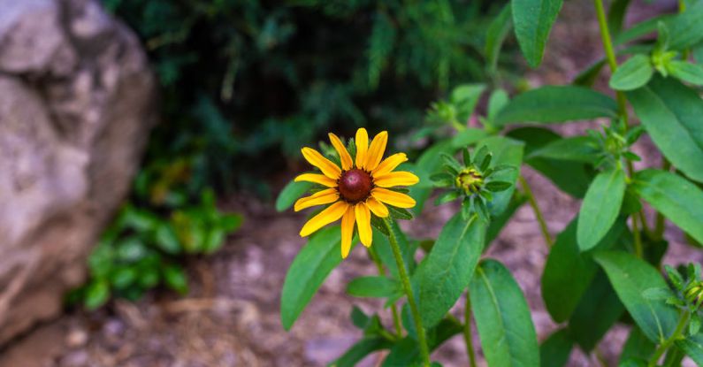 STEM Curriculum - A yellow flower with green leaves in the middle